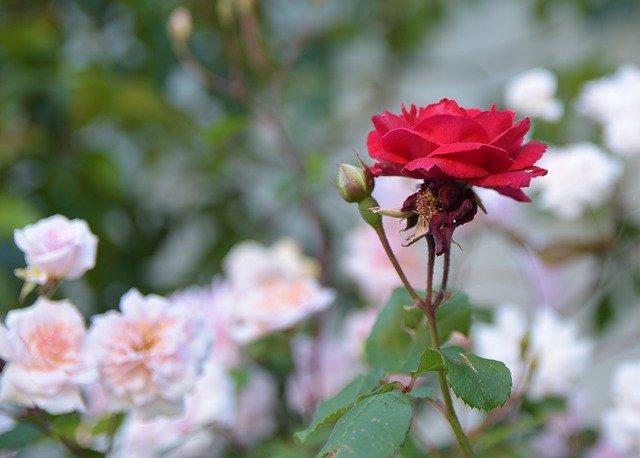 Gratis download Roses Red White - gratis foto of afbeelding om te bewerken met GIMP online afbeeldingseditor