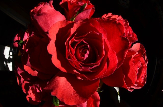 Descărcare gratuită Roses Rose Nature - fotografie sau imagini gratuite pentru a fi editate cu editorul de imagini online GIMP