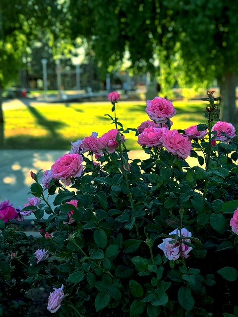 دانلود رایگان Roses Rose Rosebush - عکس یا تصویر رایگان قابل ویرایش با ویرایشگر تصویر آنلاین GIMP