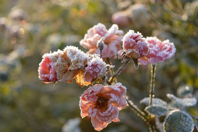 Free download roses shrub groundcover roses free picture to be edited with GIMP free online image editor