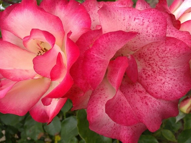 تحميل مجاني Roses Spring Pink - صورة مجانية أو صورة لتحريرها باستخدام محرر الصور عبر الإنترنت GIMP