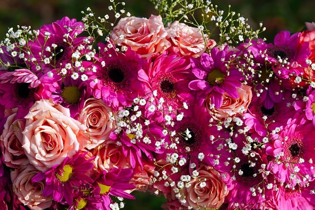 Free download roses transvaal daisies flowers free picture to be edited with GIMP free online image editor