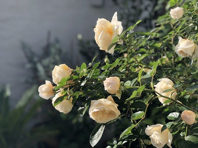 Rose Sunlight'ı ücretsiz indirin - GIMP çevrimiçi resim düzenleyiciyle düzenlenecek ücretsiz fotoğraf veya resim