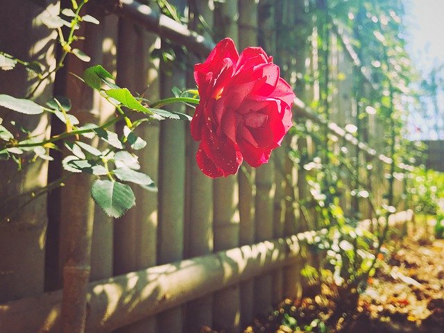 Rose Sunset Fence 무료 다운로드 - 무료 사진 또는 GIMP 온라인 이미지 편집기로 편집할 사진