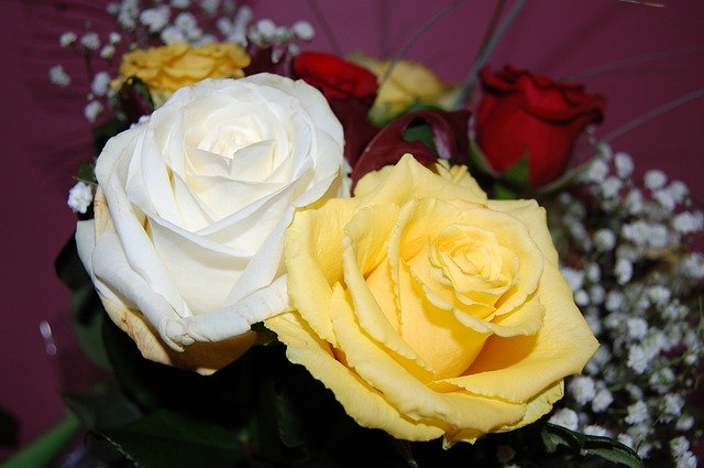 Скачать бесплатно Roses White Yellow - бесплатное фото или изображение для редактирования с помощью онлайн-редактора изображений GIMP