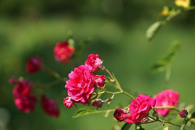 Free picture Roses Wild Rose Blossom -  to be edited by GIMP free image editor by OffiDocs