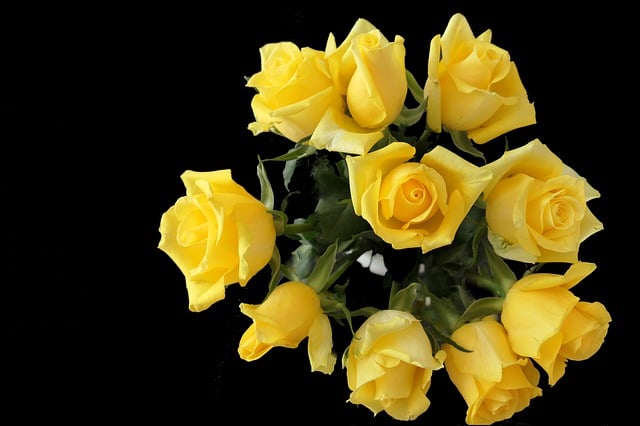 Free download roses yellow flower flora blossom free picture to be edited with GIMP free online image editor