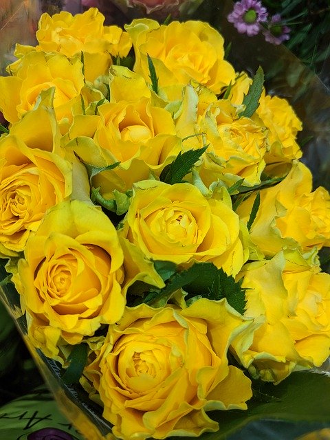 Descărcare gratuită Roses Yellow Flowers Cut - fotografie sau imagini gratuite pentru a fi editate cu editorul de imagini online GIMP