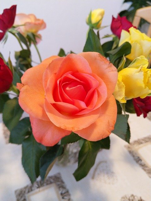 Free download Roses Yellow Red -  free photo or picture to be edited with GIMP online image editor