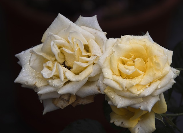 Free download roses yellow roses yellow flowers free picture to be edited with GIMP free online image editor