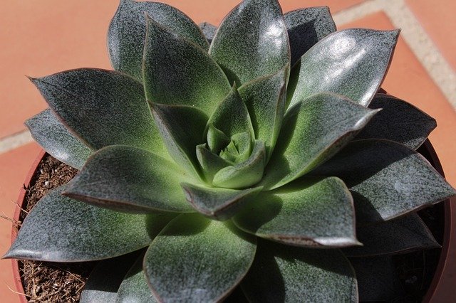 Free download Rosette Succulent Leaves -  free photo or picture to be edited with GIMP online image editor