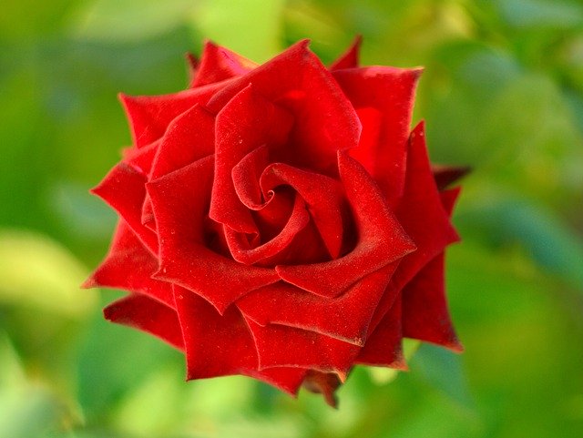 Download gratuito Rose Velvet Red - foto o immagine gratuita da modificare con l'editor di immagini online di GIMP