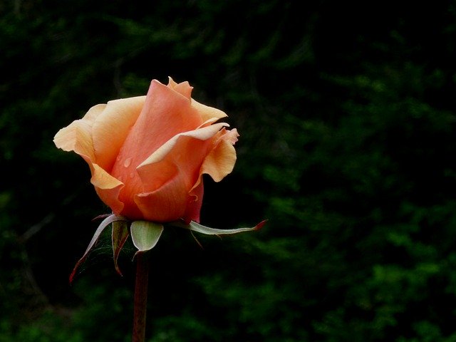 Descărcare gratuită Rose Vermilion Flower - fotografie sau imagini gratuite pentru a fi editate cu editorul de imagini online GIMP