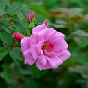 Rose Wallpaper  screen for extension Chrome web store in OffiDocs Chromium