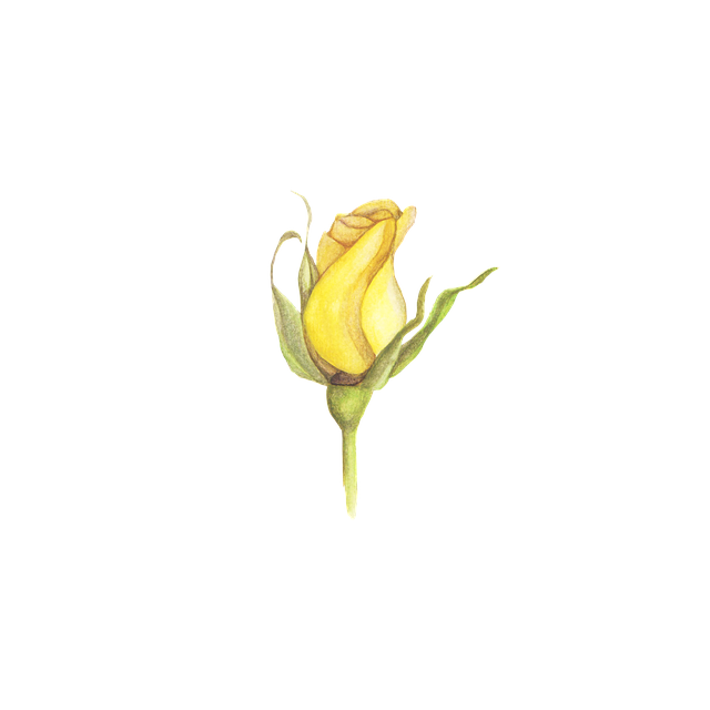 Free download Rose Watercolor Flower -  free illustration to be edited with GIMP free online image editor