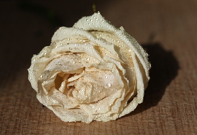 Free download Rose White Drops -  free photo or picture to be edited with GIMP online image editor