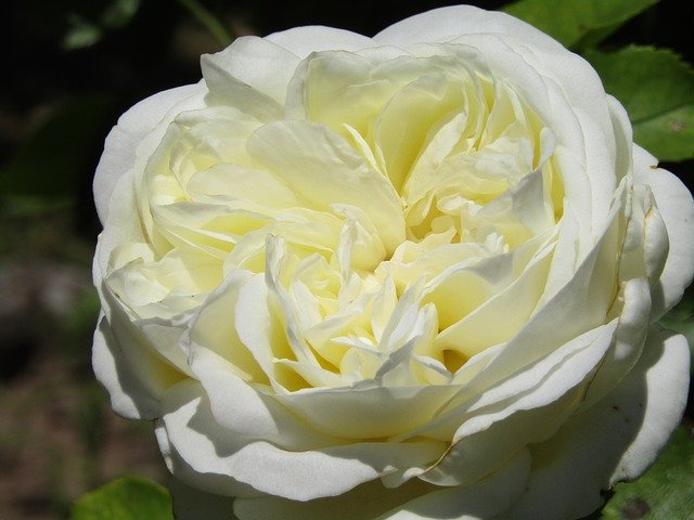 Free download Rose White Filled -  free photo or picture to be edited with GIMP online image editor