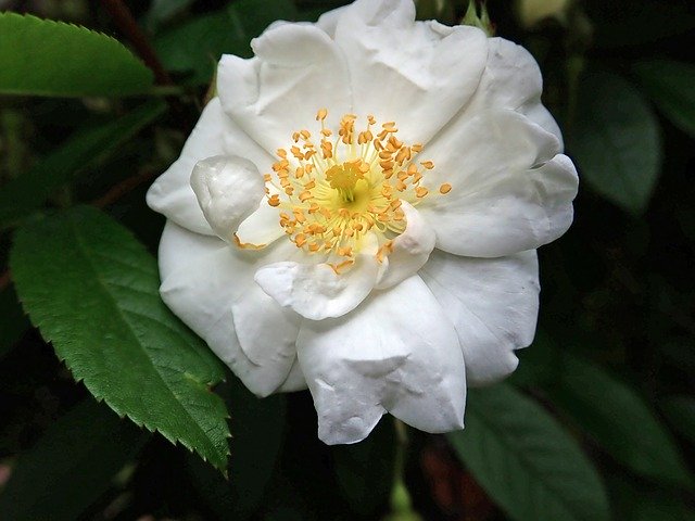 הורדה בחינם של Rose White Flower תבנית תמונה בחינם לעריכה עם עורך התמונות המקוון GIMP