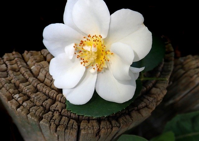 Gratis download Rose White Fragrant - gratis foto of afbeelding om te bewerken met GIMP online afbeeldingseditor