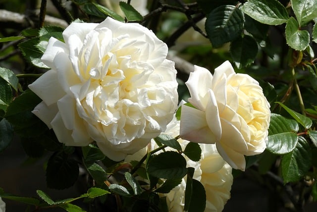 Free download rose white rose garden flower bloom free picture to be edited with GIMP free online image editor