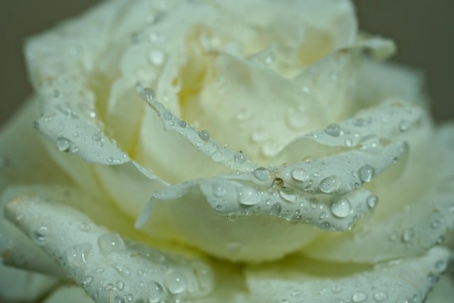 Free download rose white rose rose flower flower free picture to be edited with GIMP free online image editor