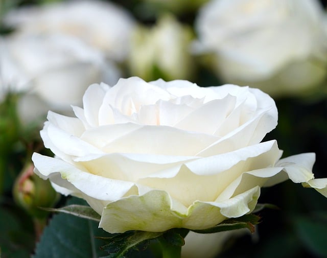 Free download rose white rose white flower flower free picture to be edited with GIMP free online image editor
