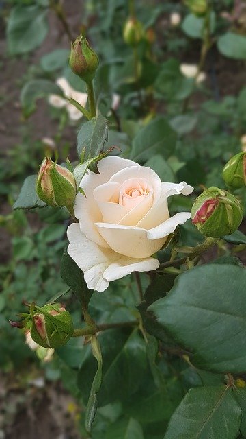 تنزيل Rose White Sorry - صورة مجانية أو صورة مجانية ليتم تحريرها باستخدام محرر الصور عبر الإنترنت GIMP
