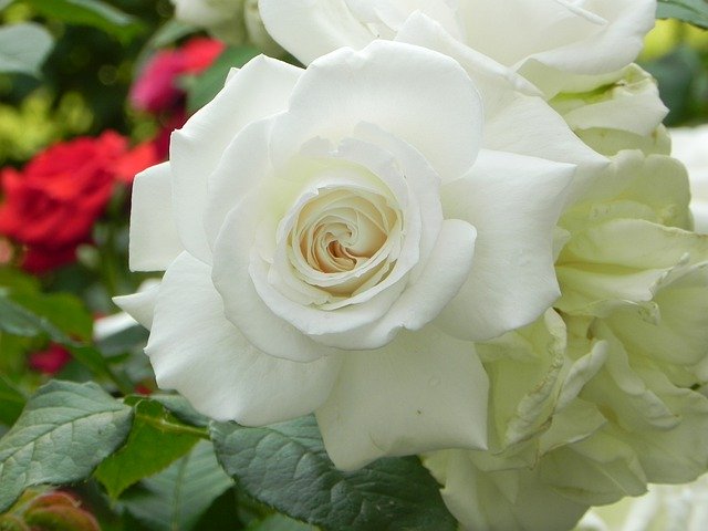Unduh gratis Rose White Wedding - foto atau gambar gratis untuk diedit dengan editor gambar online GIMP