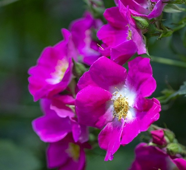 Baixe gratuitamente Rose Wild Nature - foto ou imagem gratuita para ser editada com o editor de imagens online do GIMP