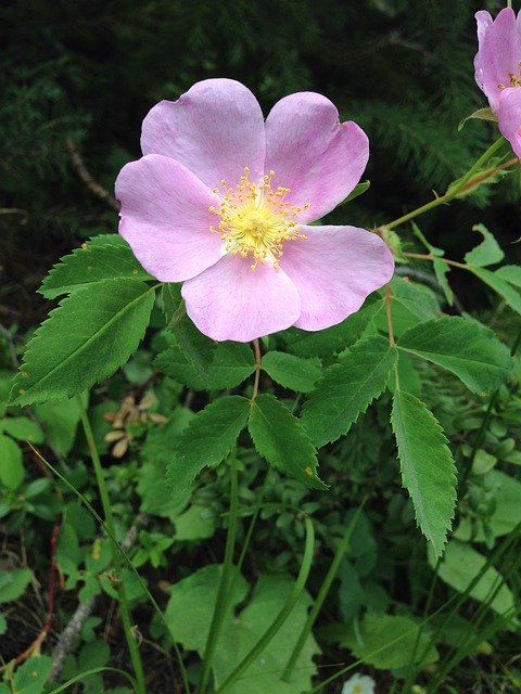 Téléchargement gratuit de Rose Wild Pink - photo ou image gratuite à modifier avec l'éditeur d'images en ligne GIMP