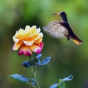 Rose with Bird  screen for extension Chrome web store in OffiDocs Chromium