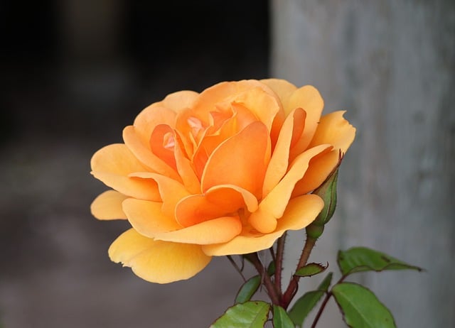 Free download rose yellow bloom flora plant free picture to be edited with GIMP free online image editor