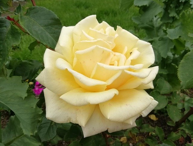 ดาวน์โหลดฟรี Rose Yellow Foliage - ภาพถ่ายหรือรูปภาพที่จะแก้ไขด้วยโปรแกรมแก้ไขรูปภาพออนไลน์ GIMP ได้ฟรี