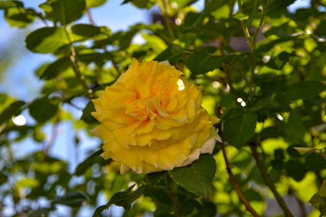 Free download Rose Yellow Nature -  free free photo or picture to be edited with GIMP online image editor