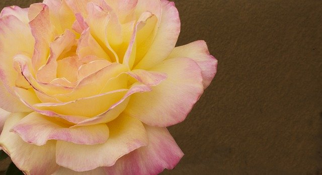 무료 다운로드 Rose Yellow Pink - 무료 사진 또는 GIMP 온라인 이미지 편집기로 편집할 수 있는 사진