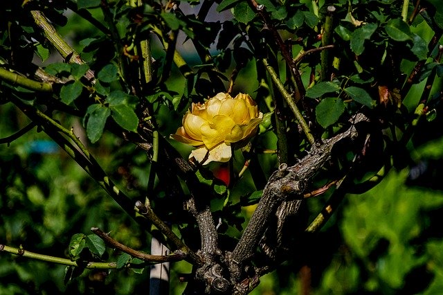 Free download Rose Yellow Plant -  free photo or picture to be edited with GIMP online image editor