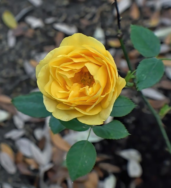 Free download rose yellow rose flower floral free picture to be edited with GIMP free online image editor