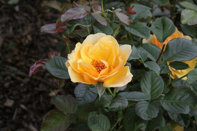 Free download Rose Yellow Roses Flowers -  free photo or picture to be edited with GIMP online image editor