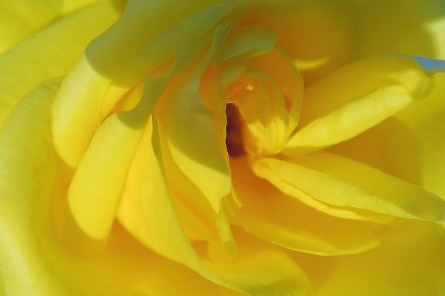 Free download Rose Yellow Sarıgül -  free photo or picture to be edited with GIMP online image editor