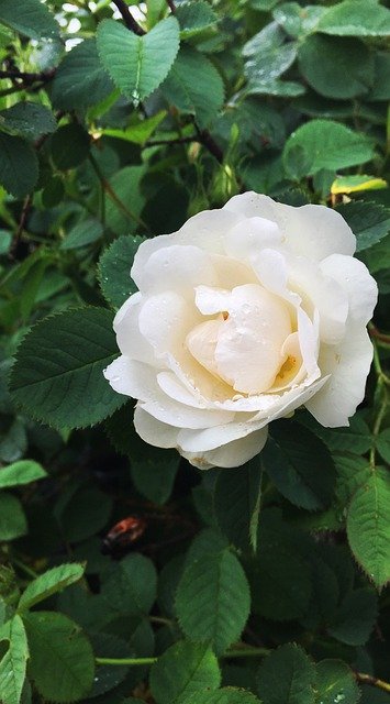 Free picture Ros White Rose -  to be edited by GIMP free image editor by OffiDocs
