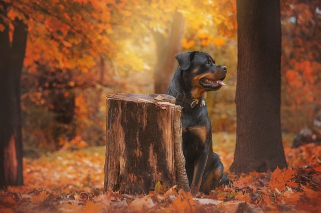 Free download rottweiler autumn forest dog free picture to be edited with GIMP free online image editor