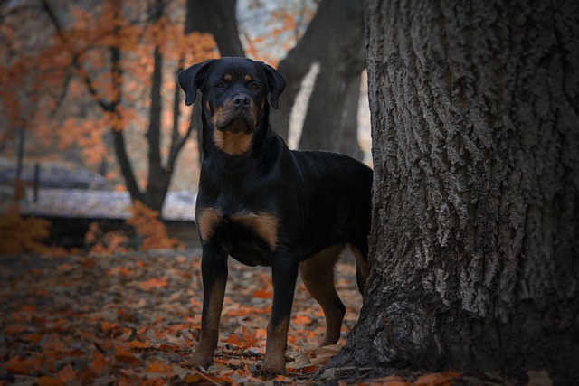 Free download rottweiler cute pet stroll autumn free picture to be edited with GIMP free online image editor