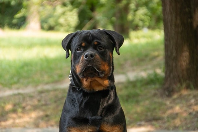 Free download rottweiler dog animal nature free picture to be edited with GIMP free online image editor