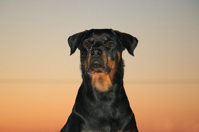 Free download Rottweiler Dog Sunset free photo template to be edited with GIMP online image editor