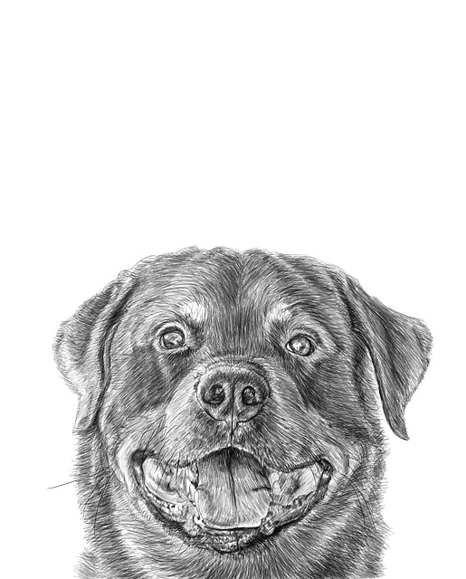 Téléchargement gratuit de l'illustration gratuite de dessin au crayon Rottweiler à éditer avec l'éditeur d'images en ligne GIMP