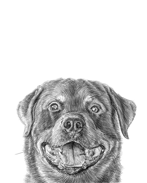 Descargue gratis la ilustración gratuita de Rottweiler Pencil Drawing para editar con el editor de imágenes en línea GIMP