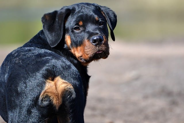 Kostenloser Download des niedlichen Rottweiler-Welpen im Stehen, kostenloses Bild zur Bearbeitung mit dem kostenlosen Online-Bildeditor GIMP