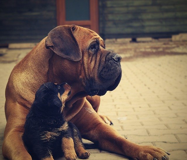 Free download rottweiler puppy dog background free picture to be edited with GIMP free online image editor