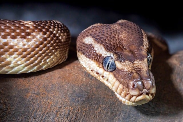 Free download rough scaled python python snake free picture to be edited with GIMP free online image editor