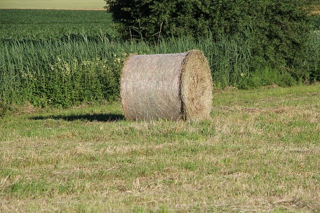 Descarga gratuita Round Bales Nature Agriculture - foto o imagen gratuita para editar con el editor de imágenes en línea GIMP